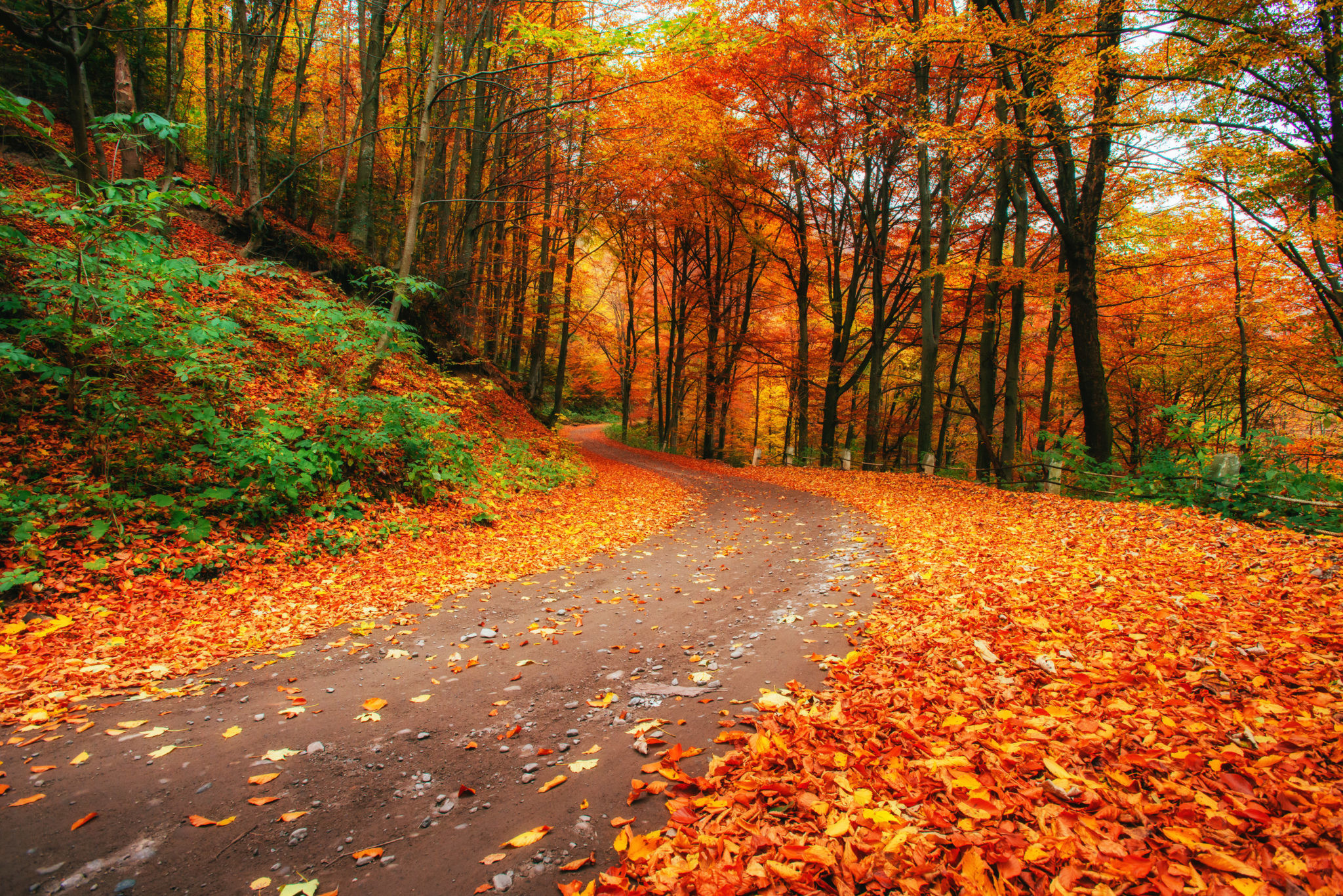 Favorite Autumn Walks in the Greater Puyallup Area - HorizonView Health